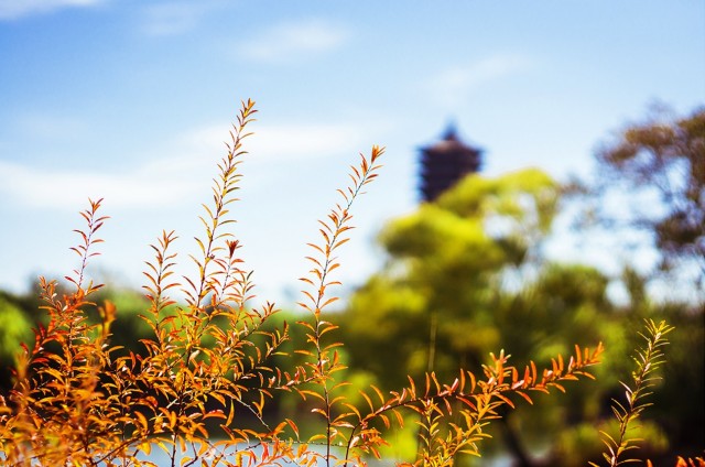 2.燕园秋景—秋草_副本