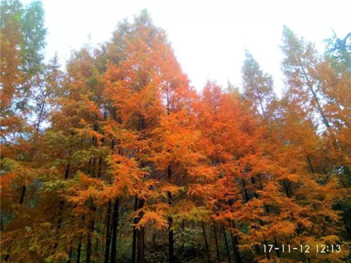 十里桃花溪枫叶随拍