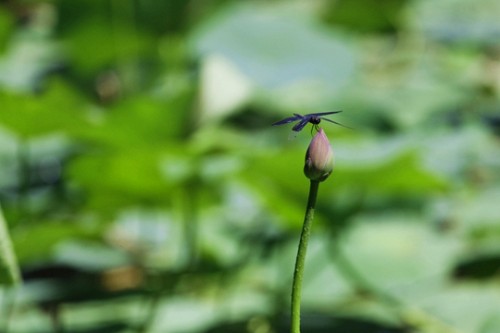 蜻蜓立上头