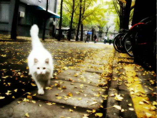 61_meitu_1