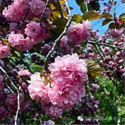 4_meitu_13