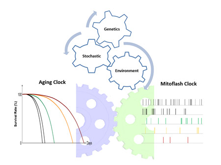 线粒体超氧炫“数字钟”与衰老生物钟的关系模型