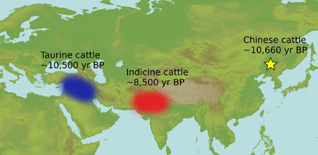 图3. 牛的驯化与家牛的起源