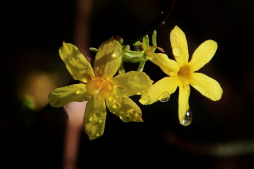 春花玉露