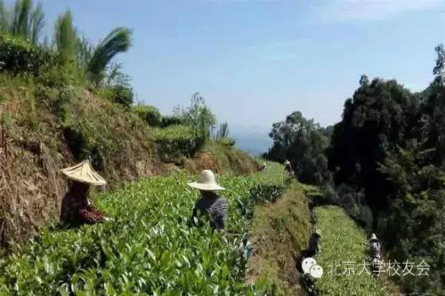 有机茶生产基地