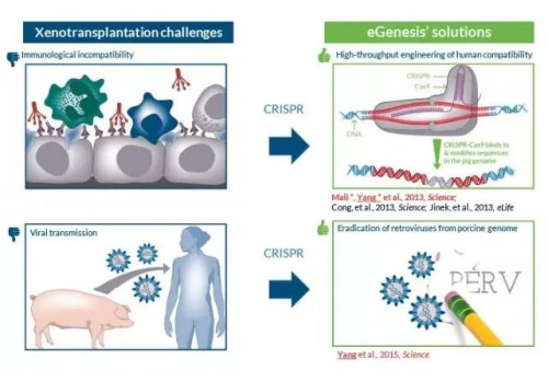  ▲CRISPR-Cas9技术有望解决猪器官进行异种移植时面临的挑战（图片来源：eGenesis官网）