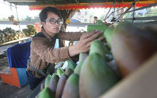 2月28日下午,在徐闻县高速入口附近的一水果档口,北京大学在读博士生邓堪伟正在整理摆设的芒果。 潘章勇 摄 2月28日下午,在徐闻县高速入口附近的一水果档口,北京大学在读博士生邓堪伟正在整理摆设的芒果。 潘章勇 摄
