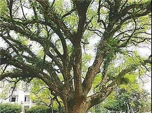 微信图片_20180121072643